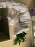 綠食者 新鮮意大利芹250g 歐芹 香芹法國香菜 巴西里香料 西餐調料 250g 曬單實拍圖