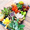 百潮盛招財(cái)進(jìn)寶 吸財(cái)樹(shù)多肉植物 搖錢(qián)樹(shù)錢(qián)串元寶多肉防輻射辦公陽(yáng)臺(tái)盆栽 隨機(jī)韓系列狀態(tài)多肉10款 曬單實(shí)拍圖