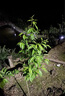 蜂糖李子苗嫁接特大晚熟脫骨青脆李子果樹(shù)苗南北方種三華李子樹(shù)苗 蜂糖李40~70cm高次年結果 70cm(含)-79cm(含) 曬單實(shí)拍圖