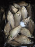 老鬼魚(yú)餌料速攻拉絲粉紅蟲(chóng)酒藥米螺鯉酒香腥味九一八野戰野釣鯽魚(yú)鯉魚(yú) 2號速攻 240g 曬單實(shí)拍圖