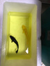 欣錦寵錦鯉魚(yú)活體日本純種錦鯉活體錦鯉魚(yú)苗紅白昭和白寫(xiě)冷水魚(yú)丹頂錦鯉 黃金14-16cm1條 曬單實(shí)拍圖