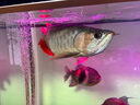 神陽神陽三湖慈鯛魚飼料觀賞魚魚食增色增艷下沉馬鯛坦鯛熱帶魚糧 艷紅慈鯛 450g 小粒（袋裝） 曬單實拍圖