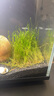 瘋狂水草（FKSC）莫斯水草活體植物魚(yú)缸造景底部前景套餐懶人陰性莫斯樹(shù)沉木水榕 新手推薦莫斯組合 曬單實(shí)拍圖