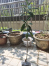 爾瀾帶盆栽好嫁接大五星枇杷樹(shù)苗露天庭院陽(yáng)臺種植果樹(shù)苗木源頭直發(fā) 曬單實(shí)拍圖