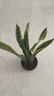 中夢(mèng)金邊虎皮蘭盆栽多肉水培植物綠植辦公室內花卉大全客廳虎尾蘭1 虎皮蘭40-50cm6顆加侖盆 含盆 曬單實(shí)拍圖