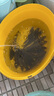 民間藝人主線(xiàn)軸泡沫空軸大號(hào)魚(yú)線(xiàn)圈大物繞線(xiàn)盤(pán)漁具垂釣用品釣魚(yú)小配件 空線(xiàn)軸（5個(gè)裝 曬單實(shí)拍圖