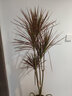 臨雅七彩千年木盆栽大型綠植馬辦公室客廳好養室內吸甲醛植物源頭直發(fā) 曬單實(shí)拍圖