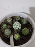 梓樂果實生仙人球小苗隨機組合套餐 星兜多肉植物花卉緋花玉仙人掌開花 隨機10顆1-2cm不重復 裸根不帶土 曬單實拍圖
