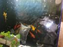 黃金大胡子魚大帆紅藍眼胡子24K胡子除藻工具魚清潔魚 黃金大帆3-3.5cm4條+1條備損 曬單實拍圖