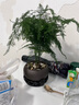 詩(shī)甲文竹云竹盆栽盆景植物辦公室內客廳陽(yáng)臺書(shū)房送禮綠植盆栽好養植物 文竹靜心盆 曬單實(shí)拍圖