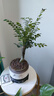 想開(kāi)小葉紫檀盆景樹(shù)樁植物老樁盆栽客廳桌面室內(nèi)綠植好養(yǎng)樹(shù)苗四季常青 單桿小葉紫檀+國(guó)粹青花484+底座 帶盆栽好 曬單實(shí)拍圖