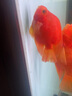 活體寵物血紅鸚鵡魚(yú)淡水中大型熱帶觀(guān)賞魚(yú)元寶發(fā)財魚(yú)鸚鵡魚(yú)活體魚(yú)紅財神魚(yú) 12-14cm紅元寶1條 曬單實(shí)拍圖
