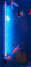 森森（SUNSUN）鱼缸潜水灯变色LED灯七彩照明水族箱造景灯龙鱼防水灯管 60cm双排灯红色9W（带独立开关） 实拍图
