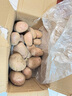 內(nèi)蒙古農(nóng)特產(chǎn)烏蘭察布2024年土豆馬鈴薯新鮮紅皮黃心土豆洋芋批發(fā) 紅皮黃心土豆凈重9斤 曬單實(shí)拍圖