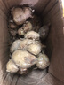 良知農哥 正宗廣東茂名特產(chǎn)新鮮沙姜山奈 白切雞調味配料 健康輕食 1斤 曬單實(shí)拍圖
