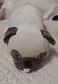 LIV HEART日本巴哥犬玩偶睡覺(jué)抱枕可愛(ài)公仔陪睡毛絨兒童玩具娃娃生日禮物女夏乙巴哥犬M號 曬單實(shí)拍圖