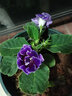 大巖桐重瓣盆栽四季開花富貴芙蓉花帶花六雪尼陽(yáng)臺(tái)客廳窗臺(tái) 紫色 曬單實(shí)拍圖