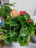 嘆為觀止桌面室內(nèi)垂吊綠植金心金邊口紅辦公室綠植盆栽 綠蘿 含盆 曬單實(shí)拍圖