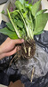 大葉綠蘿柱客廳大型盆栽辦公室內樹(shù)樁綠植物長(cháng)藤綠籮苗 h 10厘米小苗 不含盆 曬單實(shí)拍圖
