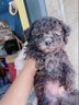 優(yōu)寵奇派泰迪狗幼犬活體活犬貴賓犬純種寵物狗泰迪犬香檳色小型犬茶杯體 寵物級(jí) 白色 弟弟 曬單實(shí)拍圖