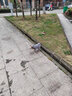 阿莫爾貓咪衣服加厚秋冬裝保暖棉衣泰迪比熊雪納瑞小型犬狗狗寵物四腳衣 灰色變身裝 S(建議3-5斤具體參考胸圍背長) 曬單實拍圖