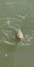 釣魚(yú)王魚(yú)線(xiàn)翹草鳊主線(xiàn)組翹嘴青魚(yú)鳊魚(yú)大物線(xiàn)組成品 10米6.0#(2卷) 曬單實(shí)拍圖