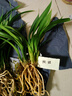 劉閣蘭花劉閣蘭花 桃姬 墨蘭報歲蘭 冬帶花苞出售好養蘭花苗室內花卉盆栽 5苗連體裸根 曬單實(shí)拍圖