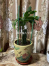 進(jìn)口嫁接蟹爪蘭盆栽花卉多色帶花苞重瓣陽(yáng)臺(tái)植物四季開(kāi)花蟹爪蓮苗 嫁接【三月紅】當(dāng)年開(kāi)花+花架 不含盆 曬單實(shí)拍圖