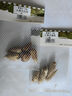 虹越2024進口小蒼蘭裸球 香雪蘭多年生觀賞花卉裸球花卉 【進口球·5球】香雪蘭 藍色混裝 曬單實拍圖