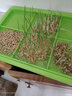醉春木 無(wú)土栽培小麥草種子 陽(yáng)臺水培榨汁水貓草 500克 曬單實(shí)拍圖