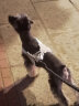 疯狂的主人狗狗胸背带牵引绳中小型犬法斗柯基柴犬脖圈背心式遛狗绳宠物项圈 实拍图