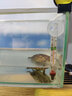 奈寵魚缸加熱墊斗魚小型魚缸恒溫加熱爬寵烏龜爬蟲角蛙控溫專用加溫墊 無極調(diào)溫【基礎(chǔ)款7w】 曬單實拍圖