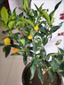 花e流客廳室內觀(guān)果植物金錢(qián)桔小金橘盆景金桔樹(shù)苗四季桔帶果子金桔6年 曬單實(shí)拍圖