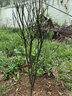 姬緣希四川丑八怪果樹(shù)苗丑橘樹(shù)苗不知火丑桔苗丑橘苗丑桔丑橘樹(shù)當年結果 丑橘6年苗【結果多】 曬單實(shí)拍圖