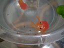 神陽(yáng)凍干南極磷蝦紅蟲(chóng)干魚(yú)糧飼料龍魚(yú)血鸚鵡羅漢地圖魚(yú)食烏龜南極蝦干 大黑天凍干紅蟲(chóng)15克（袋裝） 曬單實(shí)拍圖