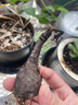 大愛(ài)婧騎大花蔥種球荷蘭進(jìn)口耐寒花卉盆栽植物庭院地栽大蔥花球根四季易活 曬單實(shí)拍圖