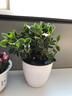 嘆為觀止桌面植物盆栽花卉辦公室盆景綠植觀賞小盆景 金魚吊蘭 曬單實拍圖