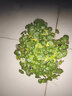 室內盆栽花卉綠植套金錢(qián)草水培植物 盆栽銅錢(qián)草 銅錢(qián)草100棵 不含盆 曬單實(shí)拍圖