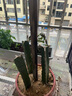 壽禾 盆栽矮生小番茄種子小西紅柿食用秋冬季播種家庭陽(yáng)臺種蔬菜 [不帶果]紅矮生盆栽1盆 曬單實(shí)拍圖