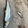 達(dá)億瓦（DAIWA）蜘蛛 TATULA 泛用輪 遠(yuǎn)投輪 路亞輪水滴輪釣魚輪魚線輪 17 小蜘蛛100H/L-6.3速比（泛用偏遠(yuǎn)投） 右手型 曬單實(shí)拍圖