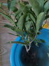 雙色茉莉盆栽芳香花卉室內(nèi)陽臺鴛鴦茉莉花苗四季濃香大棵彩色茉莉 雙色茉莉，帶原土 不含盆 曬單實拍圖