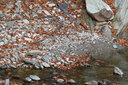 適馬（SIGMA）70-200 100-400 150-600 全畫幅二手鏡頭 中長焦超遠攝變焦鏡頭 適馬150-500 DG OS HSM 95新 尼康口 曬單實拍圖