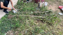 原生桂花樹(shù)苗高桿桂花大樹(shù)庭院地栽濃香型金桂丹桂盆栽四季桂花苗 八月桂 3公分1.5-1.7米高全冠幅當年開(kāi)花 曬單實(shí)拍圖