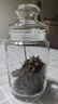 樂美雅小號(hào)家用玻璃瓶子茶葉罐透明防潮密封罐雜糧儲(chǔ)物罐食品儲(chǔ)存罐帶蓋 中號(hào)750ml/單只 曬單實(shí)拍圖