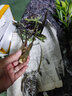 沃繡 水培植物綠植室內水養花卉盆栽銅錢(qián)草 小仙女1棵 不含盆 曬單實(shí)拍圖