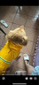 SLPC狗狗雨衣大型犬防水大狗雨披夏季拉布拉多金毛中型犬寵物雨衣 黃色 3XL:28-48斤 曬單實(shí)拍圖