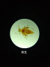 凤凰显微镜标本切片载玻片盖玻片套装动物植物细胞昆虫标本儿童实验 100片装 实拍图