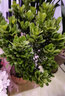 春花妙意仙客來(lái)盆栽室內花卉重瓣迎客來(lái)大花苗觀(guān)花植物 仙客來(lái)白色 不含盆 曬單實(shí)拍圖