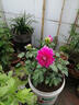 小麗花大麗花天竺牡丹盆栽苗易爆盆帶花苞帶土發(fā)貨 大麗花橙粉 不含盆 曬單實(shí)拍圖