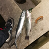 喜梅美式飛盤手拋網(wǎng) 撒網(wǎng)抓魚 自動易拋漁網(wǎng)漁具旋網(wǎng)輪胎線打魚網(wǎng)絲網(wǎng) 飛盤手拋網(wǎng)輪胎線-420 曬單實拍圖